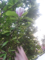 Magnolia × soulangeana