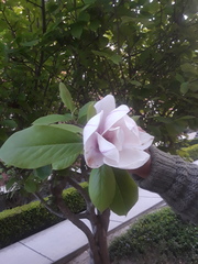 Magnolia × soulangeana
