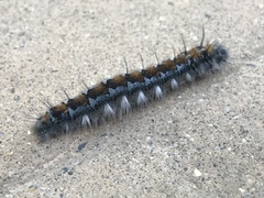 Malacosoma constricta