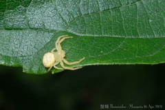 Massuria
