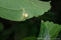 Massuria