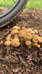 Agrocybe smithii