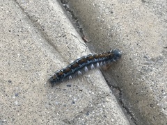 Malacosoma constricta