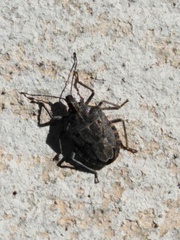 Peltasticus punctatus