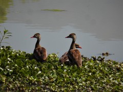 Dendrocygna autumnalis