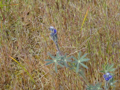 Lupinus polycarpus