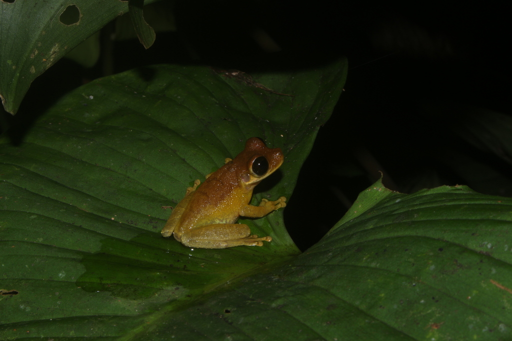 Heyer's Spiny-Backed Frog