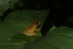 Heyer's Spiny-Backed Frog photo 1