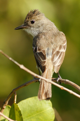 Myiarchus magnirostris
