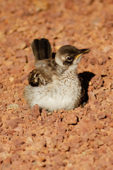 Mimus parvulus