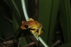 Heyer's Spiny-Backed Frog photo 3