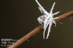 Ricania speculum