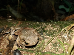 Rhinella roqueana