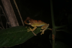 Heyer's Spiny-Backed Frog photo 2