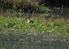 Dendrocygna autumnalis