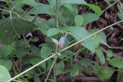 Edessa rufomarginata