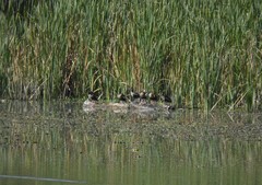 Dendrocygna autumnalis