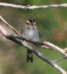 Spizella pallida