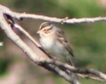 Spizella pallida