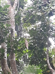 Dacryodes excelsa