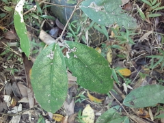 Heteropterys laurifolia