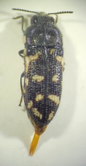 Acmaeodera obtusa
