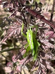 Tettigonia orientalis