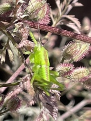 Tettigonia orientalis