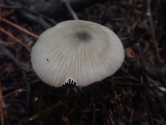 Entoloma albidocoeruleum