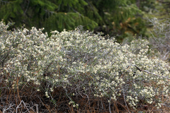 Ceanothus cuneatus cuneatus