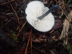 Entoloma albidocoeruleum
