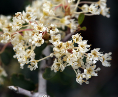 Ceanothus cuneatus cuneatus