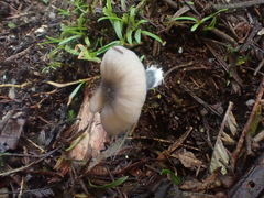 Entoloma albidocoeruleum