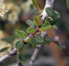 Ceanothus cuneatus cuneatus