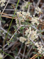 Ceanothus cuneatus cuneatus