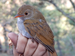 Catharus aurantiirostris