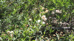 Cephalanthus salicifolius