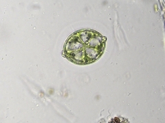 Desmidium