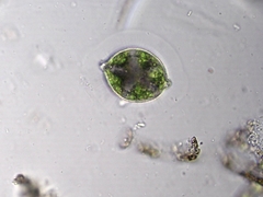 Desmidium