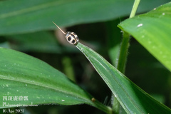 Platynaspis maculosa