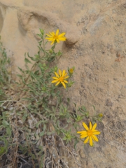 Heterotheca polothrix