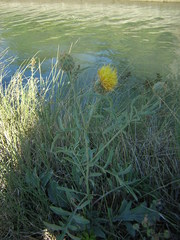 Centaurea collina