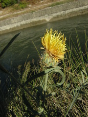 Centaurea collina