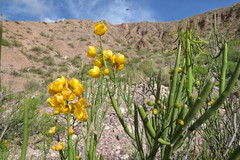 Senna crassiramea