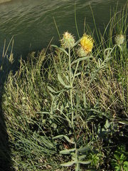 Centaurea collina