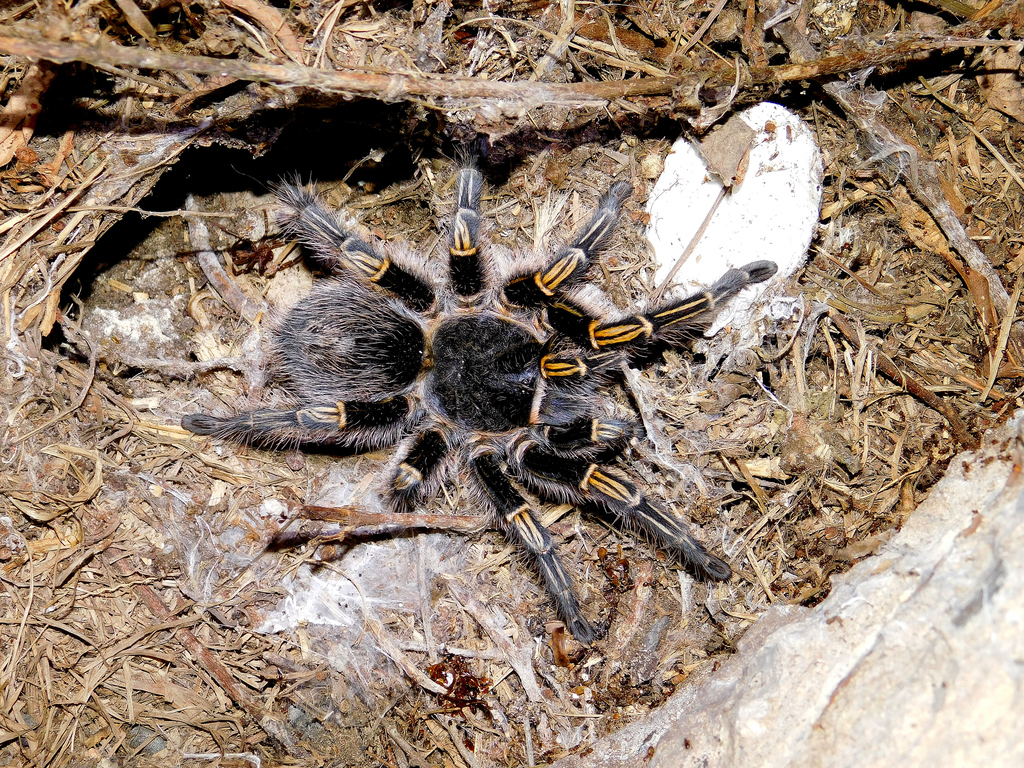 Chaco Golden knee Tarantula Grammostola pulchripes iNaturalist