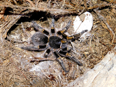 Grammostola pulchripes