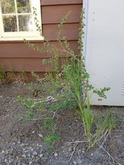 Ribes roezlii roezlii