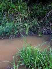 Rhynchospora trispicata