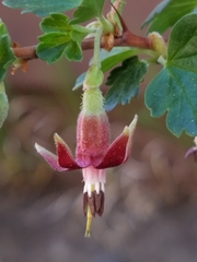 Ribes roezlii roezlii